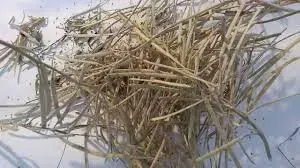 Semilla de Aleli