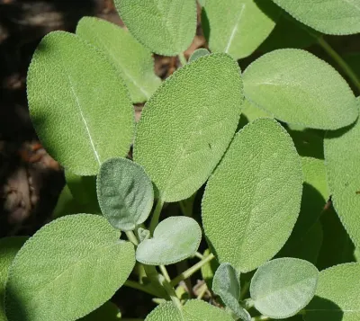 Hierba de Salvia