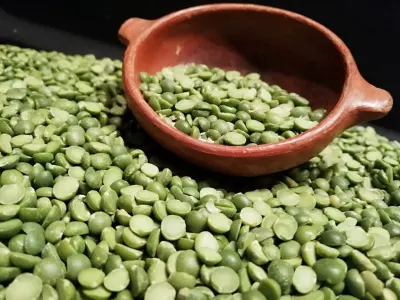 Arveja Verde PARTIDA