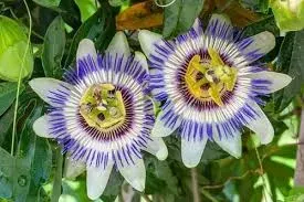 Passiflora