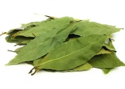 Laurel