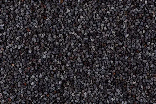 Semilla de Amapola Gigante1