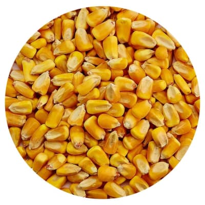MAIZ 25 KG. ENTERO1
