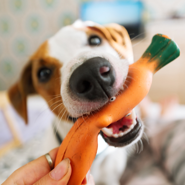 ¿Cuál es la importancia de los juguetes en el desarrollo físico y mental de tu perro?
