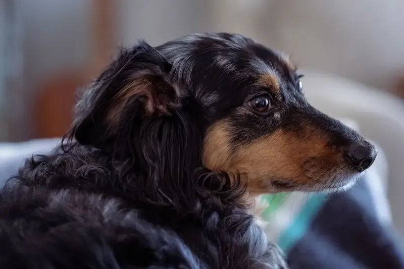 ¿Tu perro o gato necesita apoyo hepático?