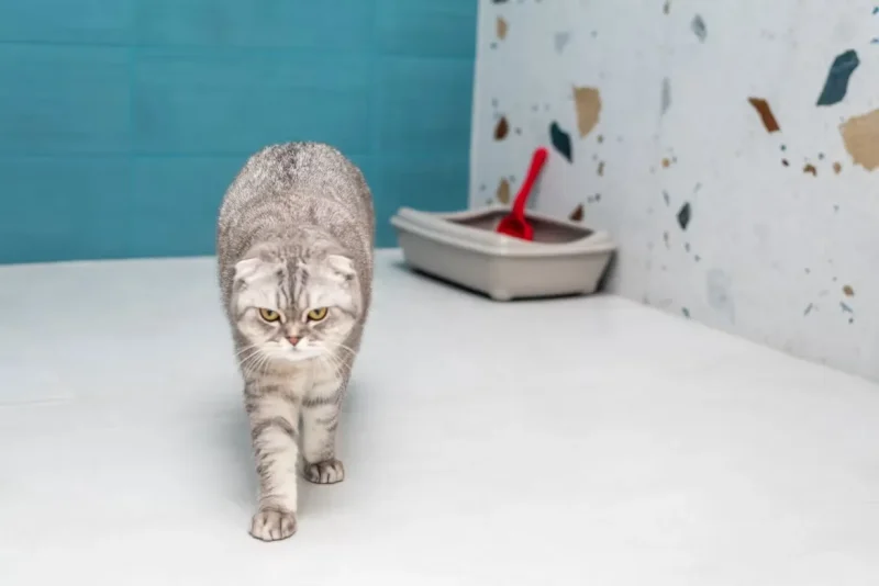 ¿Tu gato tiene molestias urinarias o cistitis recurrentes?