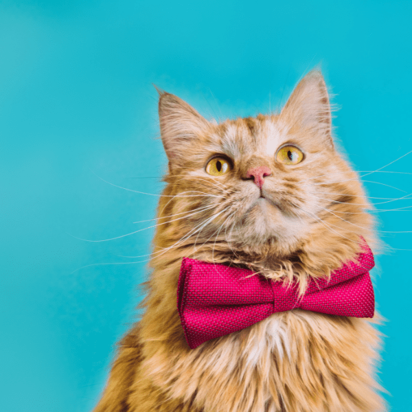 ¿Cómo cuidar a tu gato?