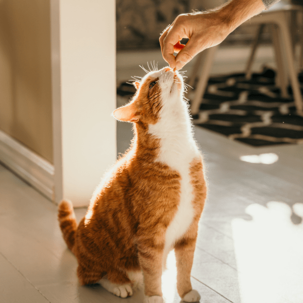 ¿Qué beneficios tiene darle un premio a tu gato?
