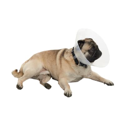 Collar Isabelino Braquicefálico Buster