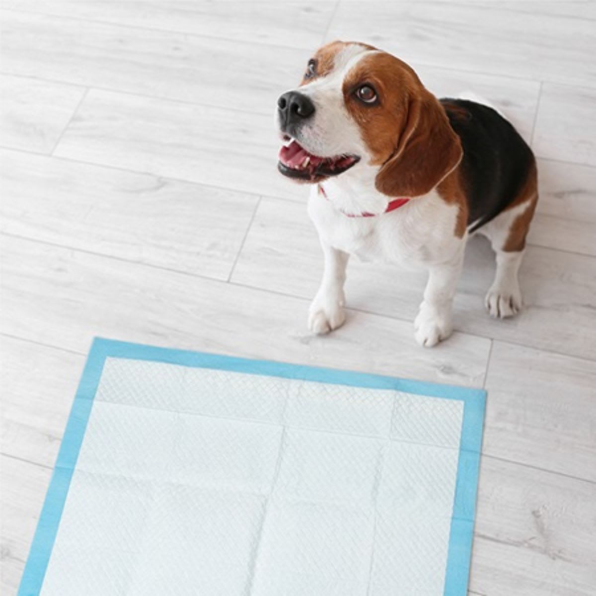 NATURE'S MIRACLE TRAINING PADS3