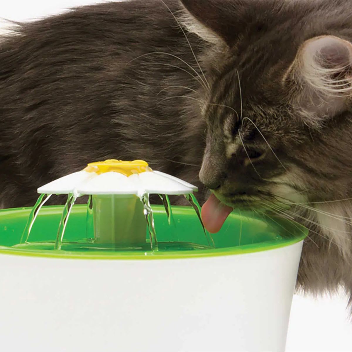 Cat it Fuente de agua2