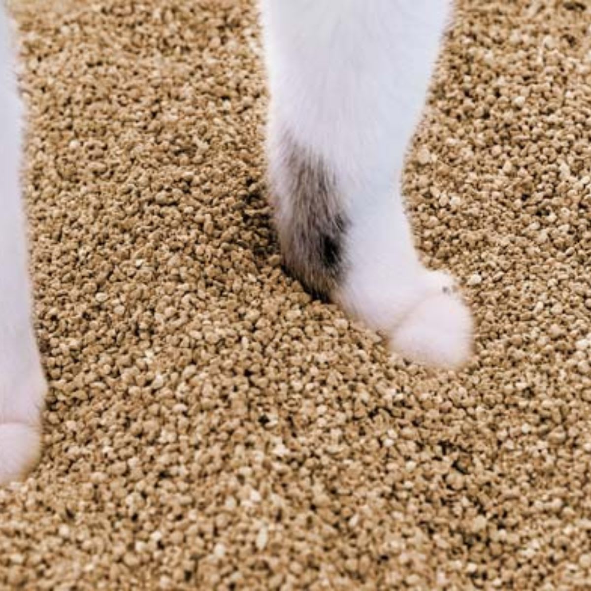 Arena WBCL Picky Cat 5.45 kg2