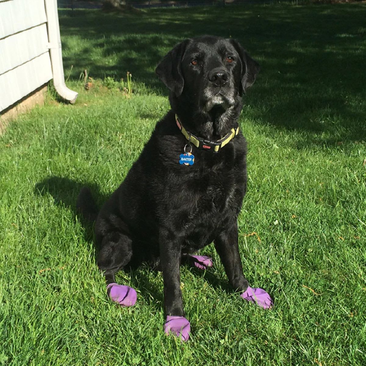 Botas Pawz L3