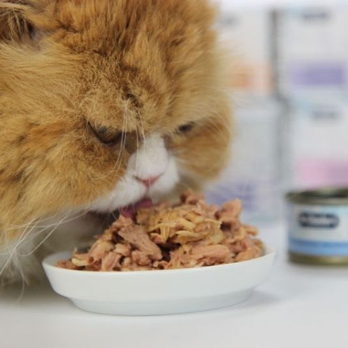 Dr. Clauder´s Cat lata Best Filet #06 Pechuga e higado de pollo 70 g2