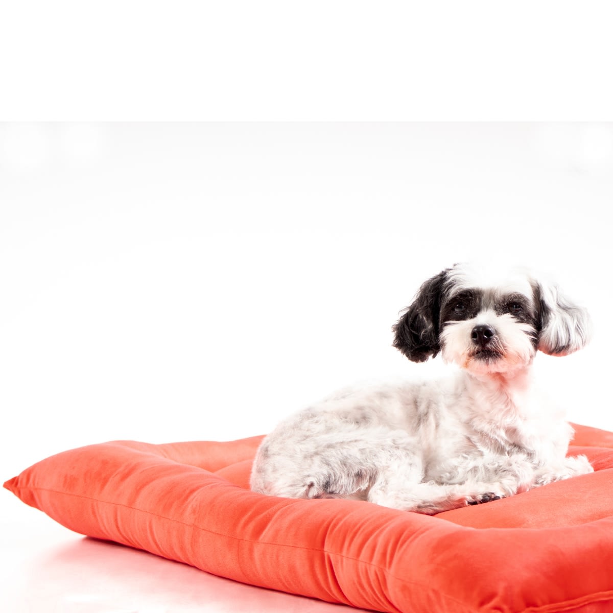 CAMA COLCHONETA ROJA2