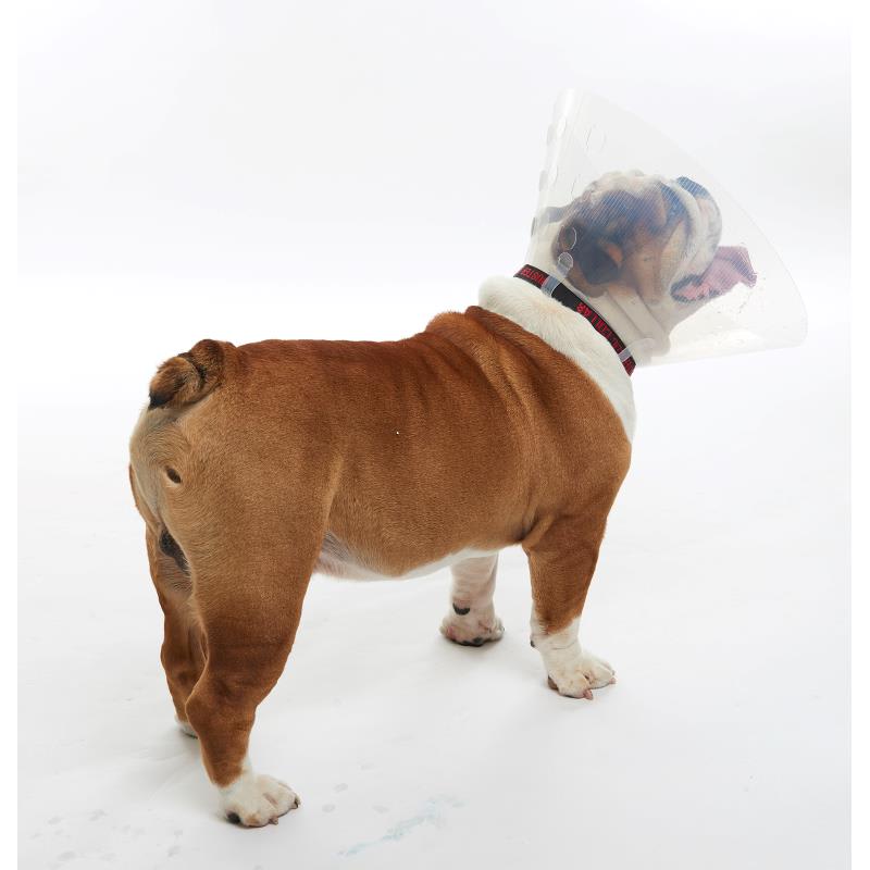 Collar Isabelino Braquicefálico Buster3