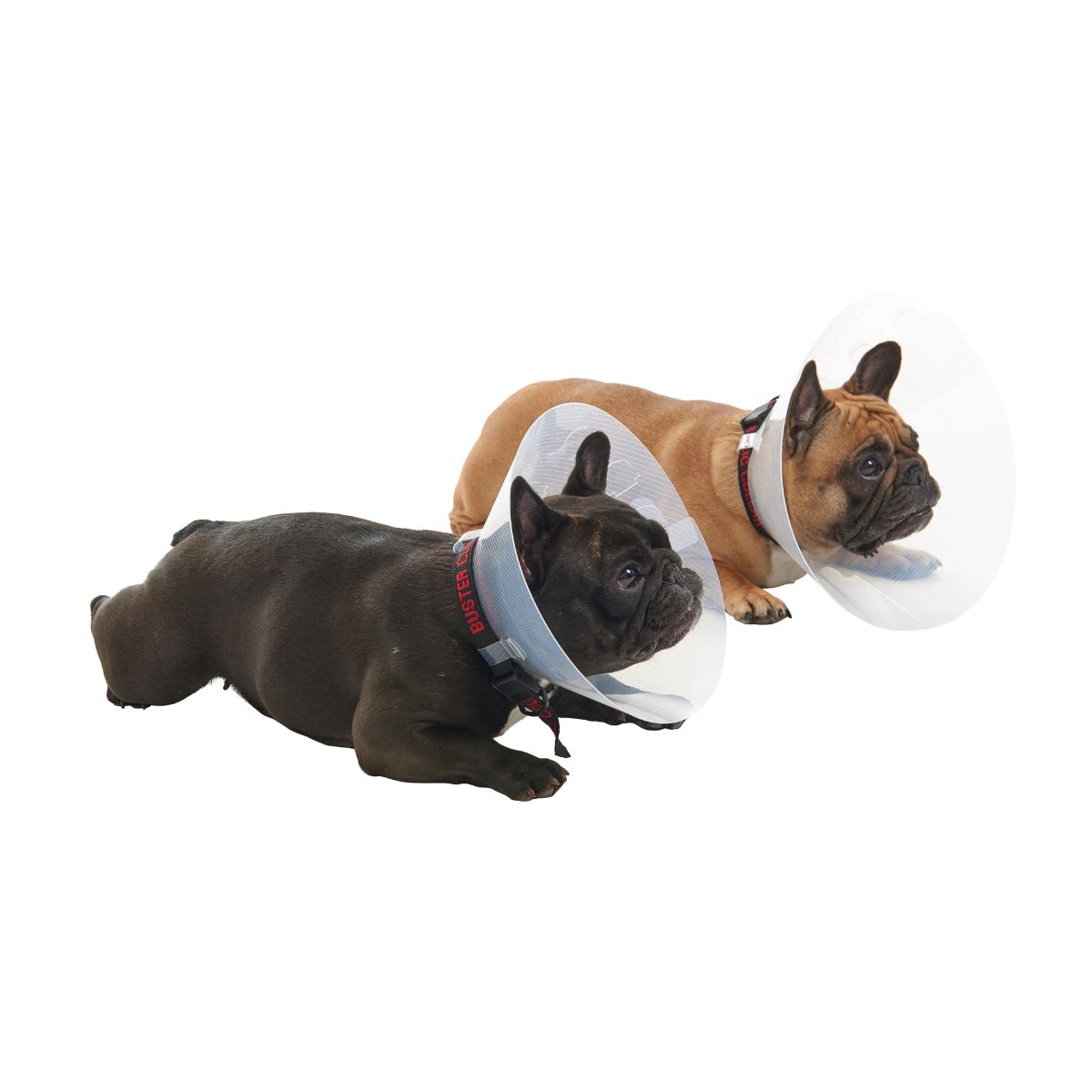 Collar Isabelino Braquicefálico Buster2