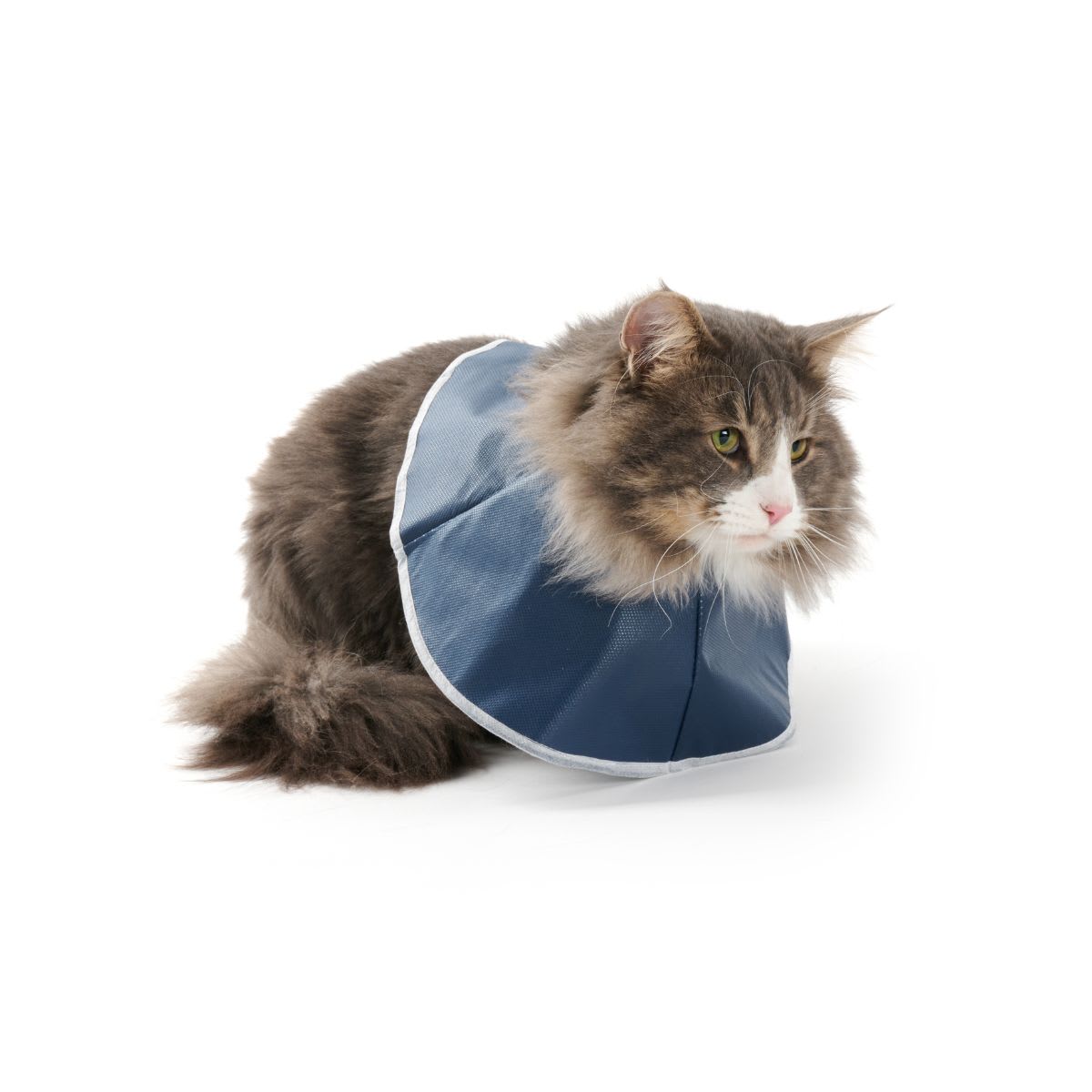 Collar isabelino descartable3