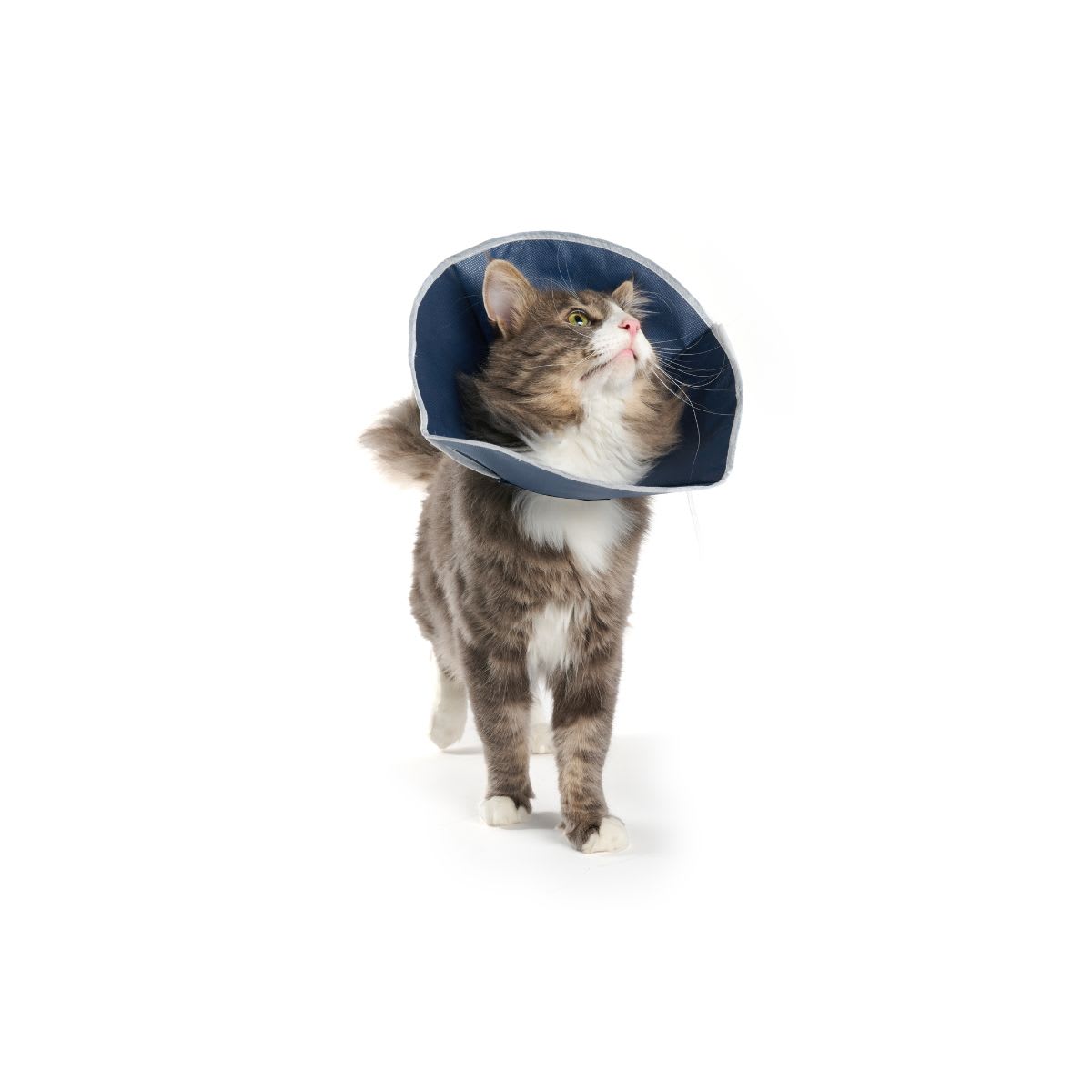 Collar isabelino descartable2