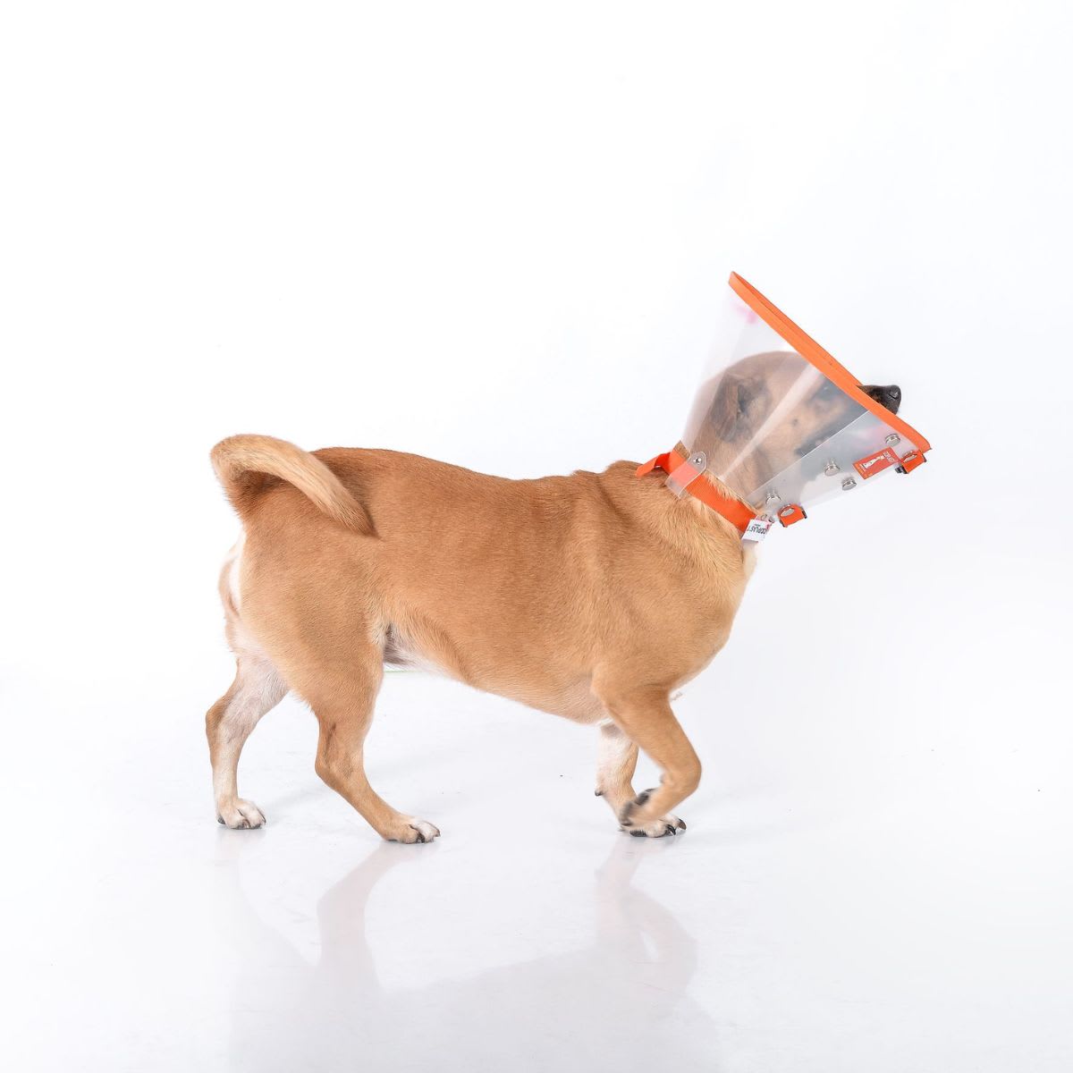 Collar Isabelino Coplasti2