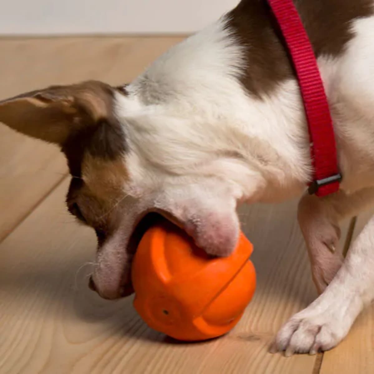 Juguete Hartz Duraplay Ball medium5