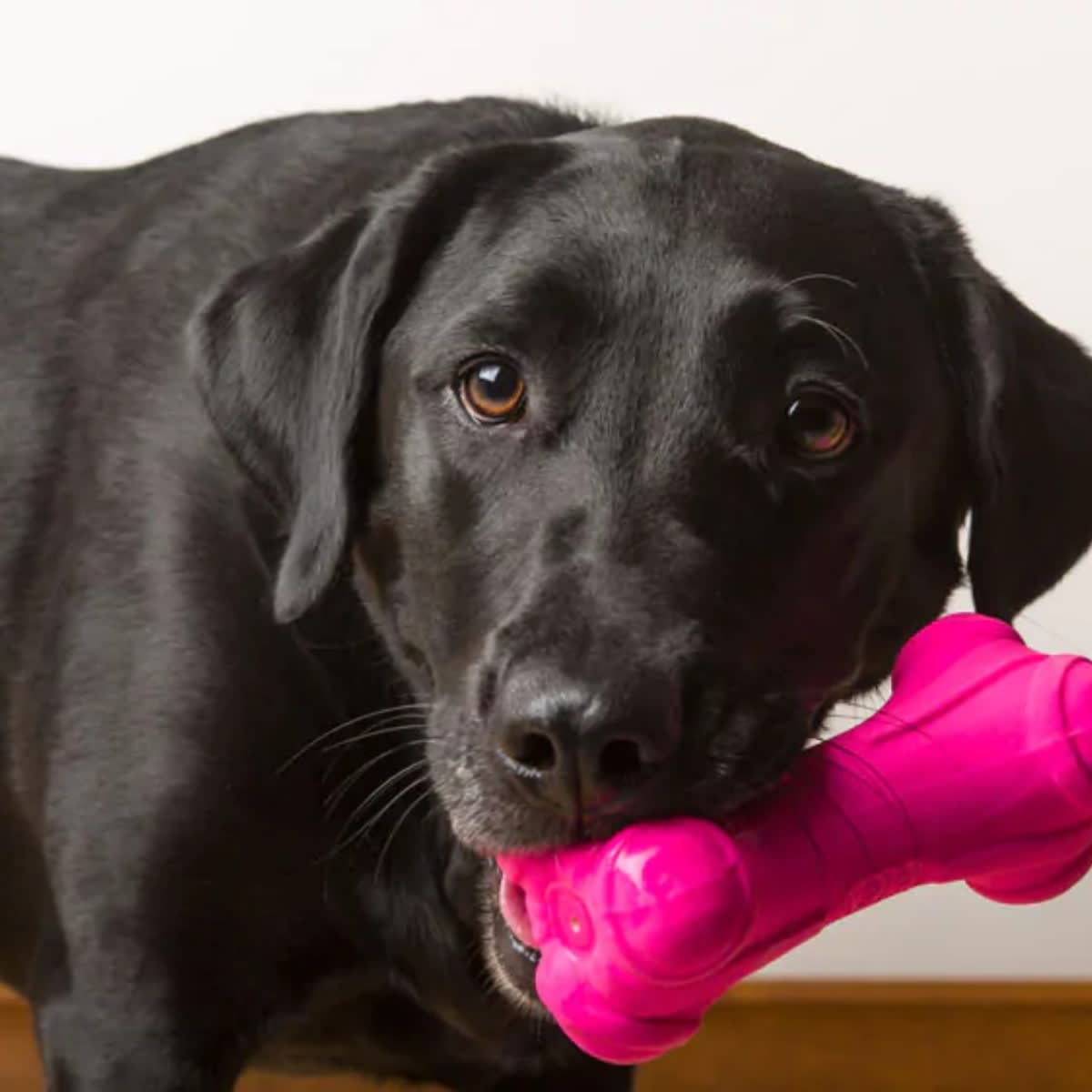 Juguete Hartz Duraplay Bone large5