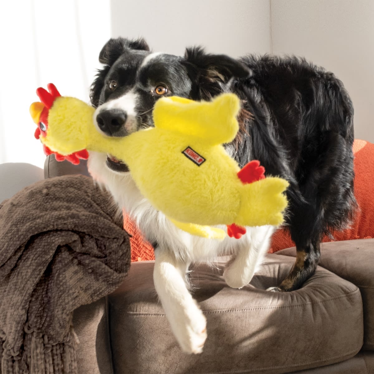 Juguete Kong SCF11 Scruffs Chicken Md/Lg3