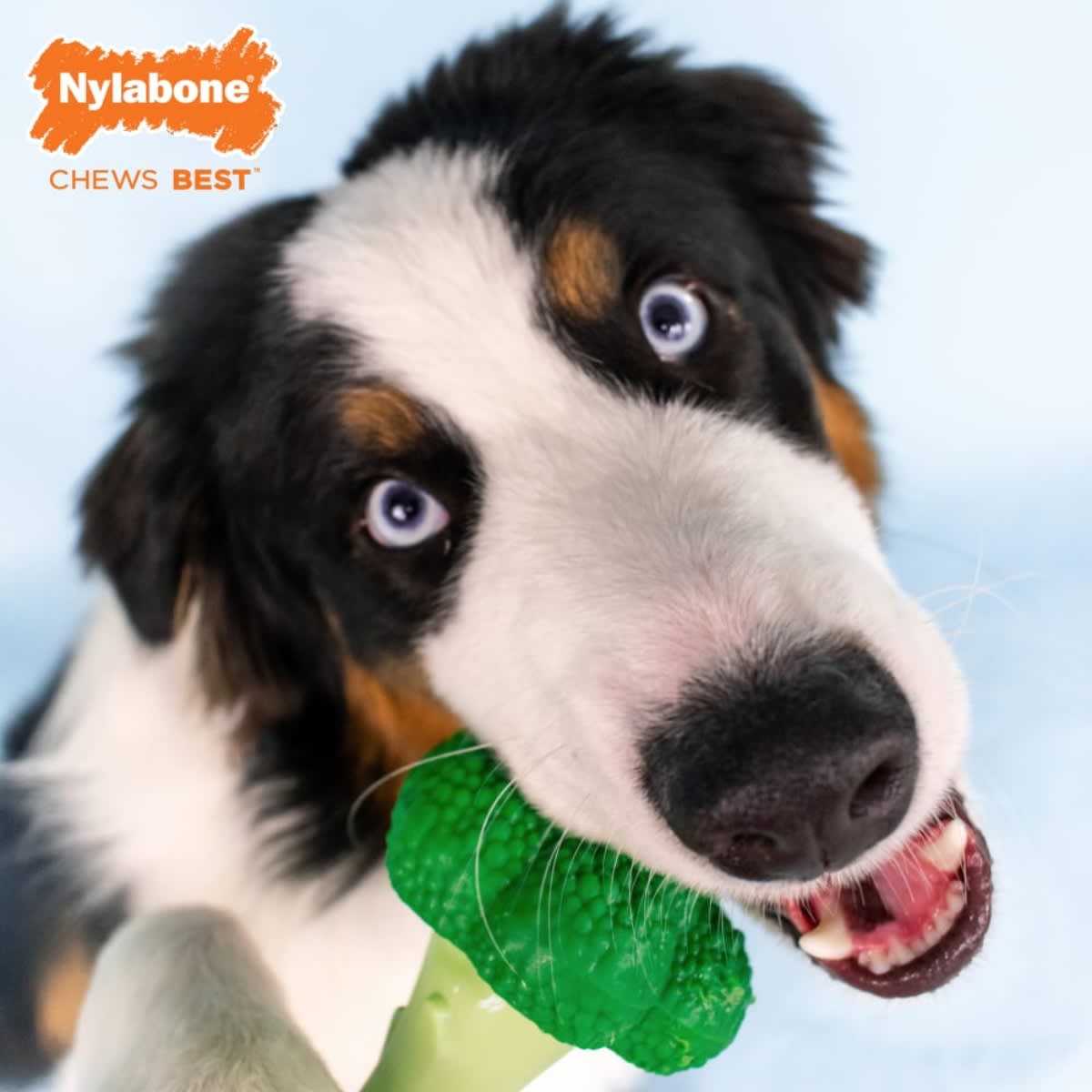 JUGUETE NYLABONE BROCOLI BACON AND CHEESE GIANT4
