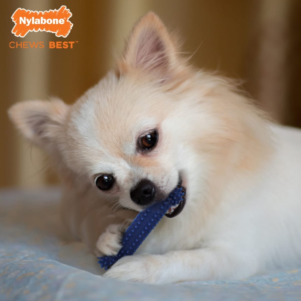 Juguete Nylabone Dental Chew small4