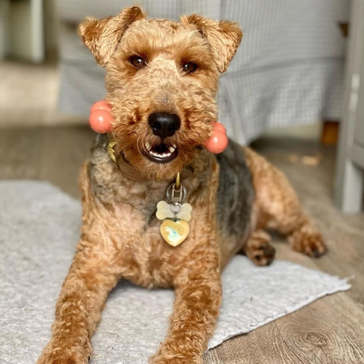 Juguete Nylabone Dura Chew tocino4