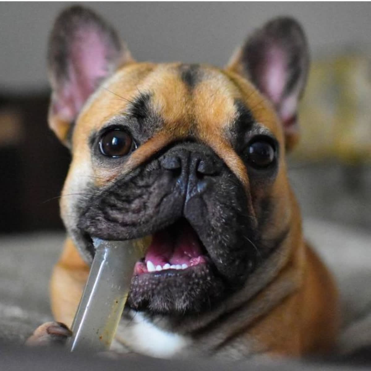 Juguete Nylabone Flexi Chew4