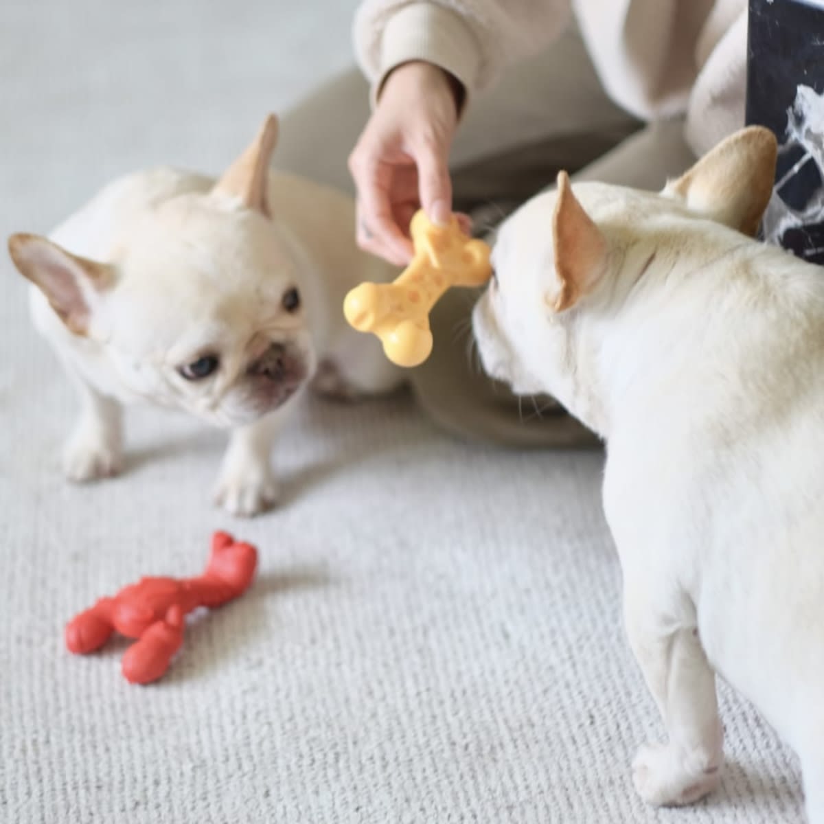 JUGUETE NYLABONE LOBSTER FILET MIGNON3