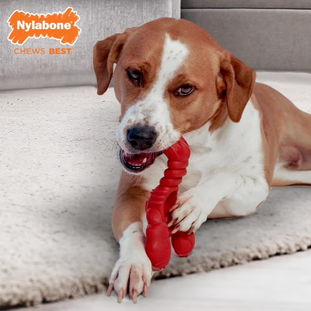 JUGUETE NYLABONE LOBSTER FILET MIGNON7