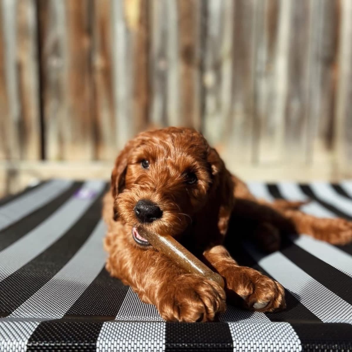 Juguete Nylabone Puppy Chew small4