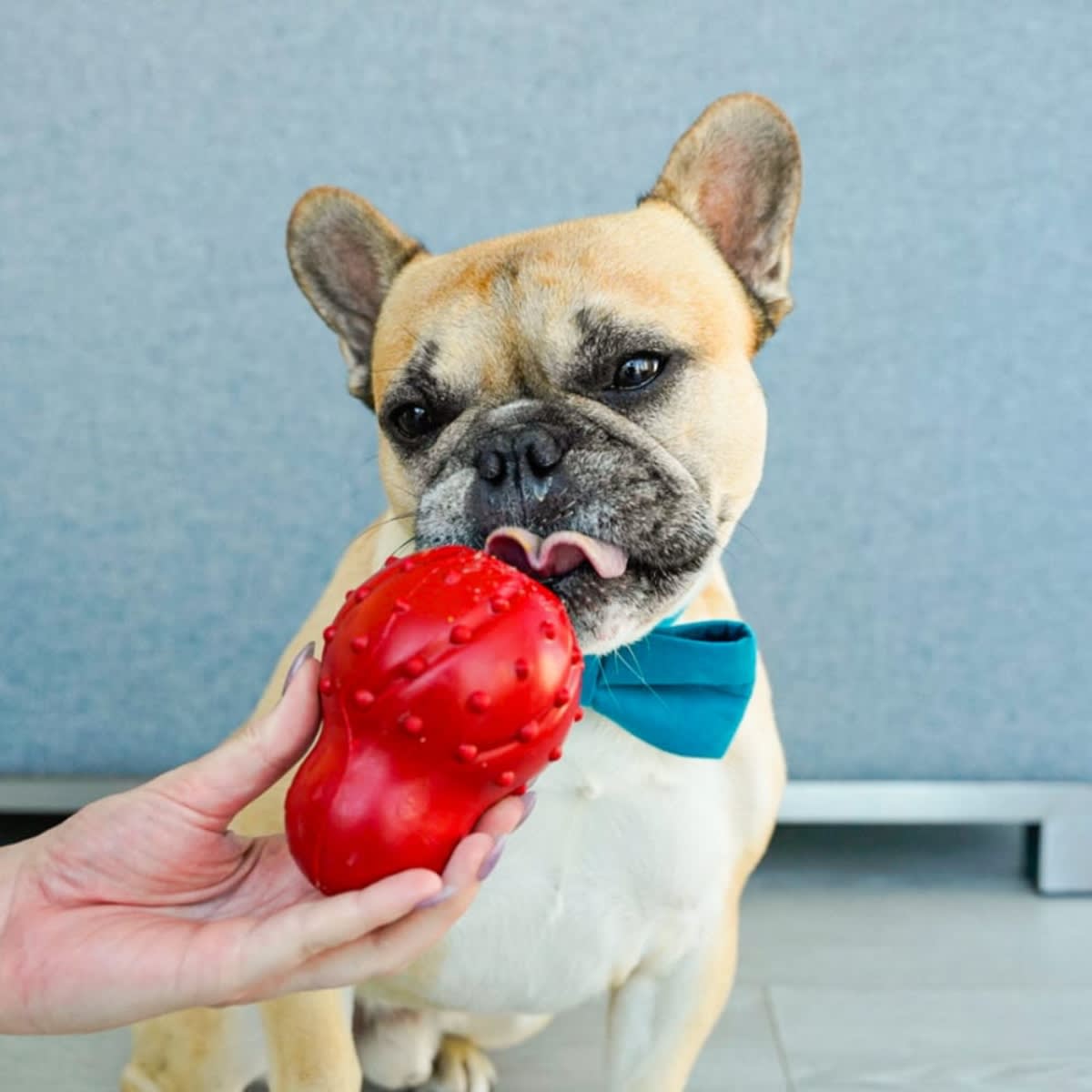 JUGUETE NYLABONE STRONG CHEW CONE BACON5