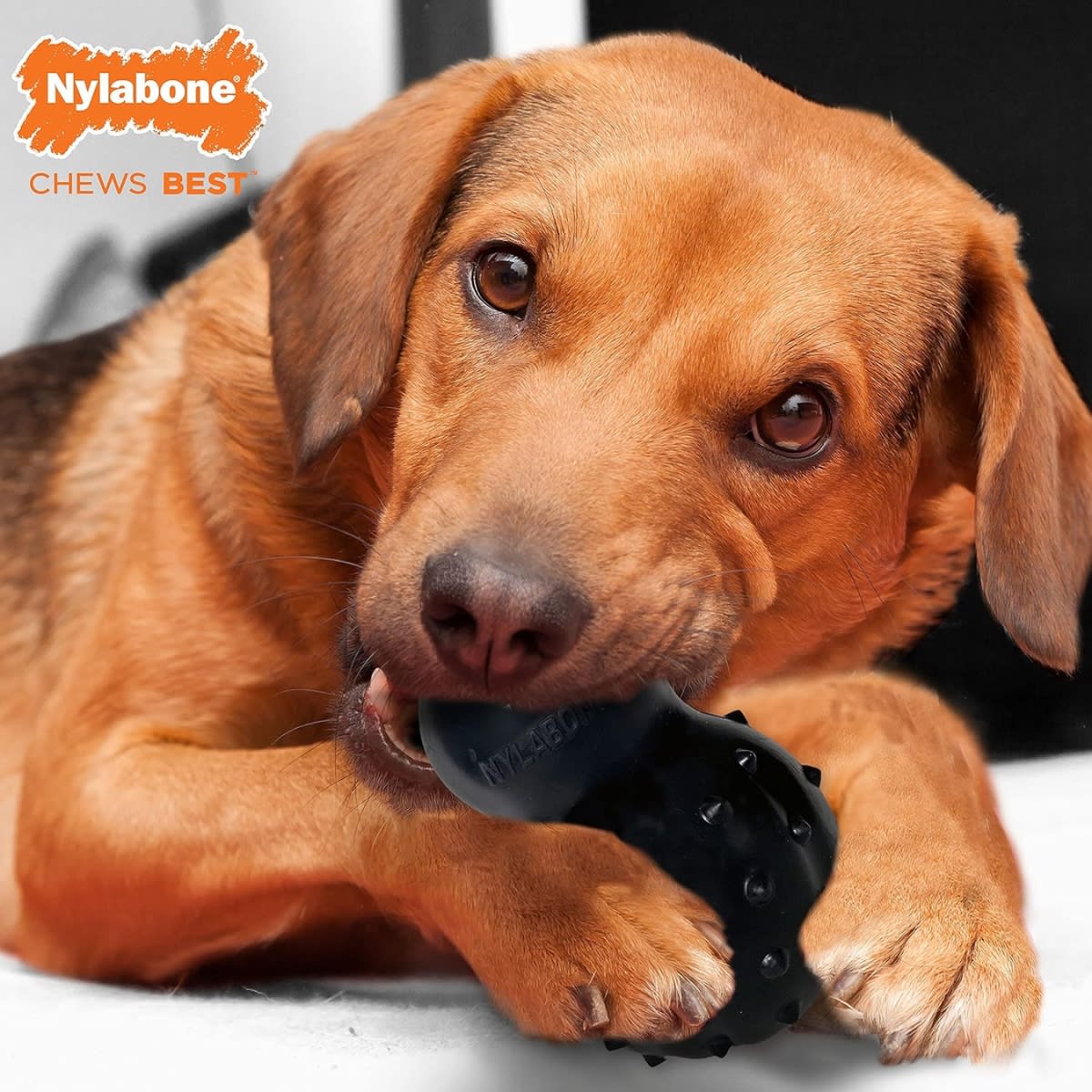 JUGUETE NYLABONE STRONG MAX CHEW BLACK CONE BEEF WOLF4