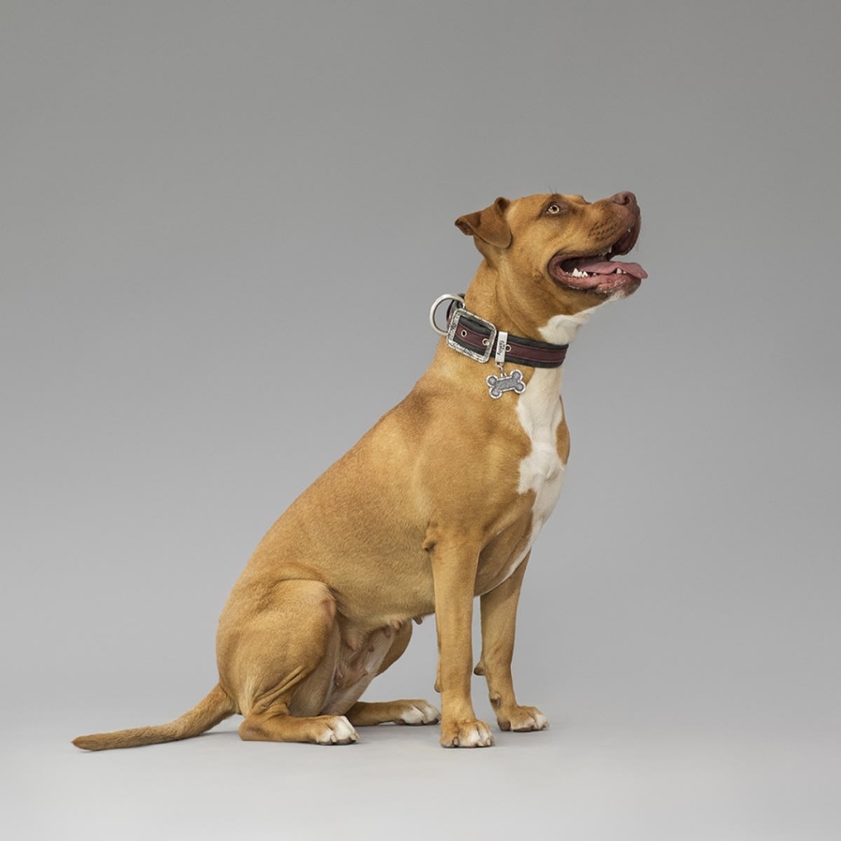 PLACA BRONX HUESO XL FUTURISTA (BH01CFUXEN)2