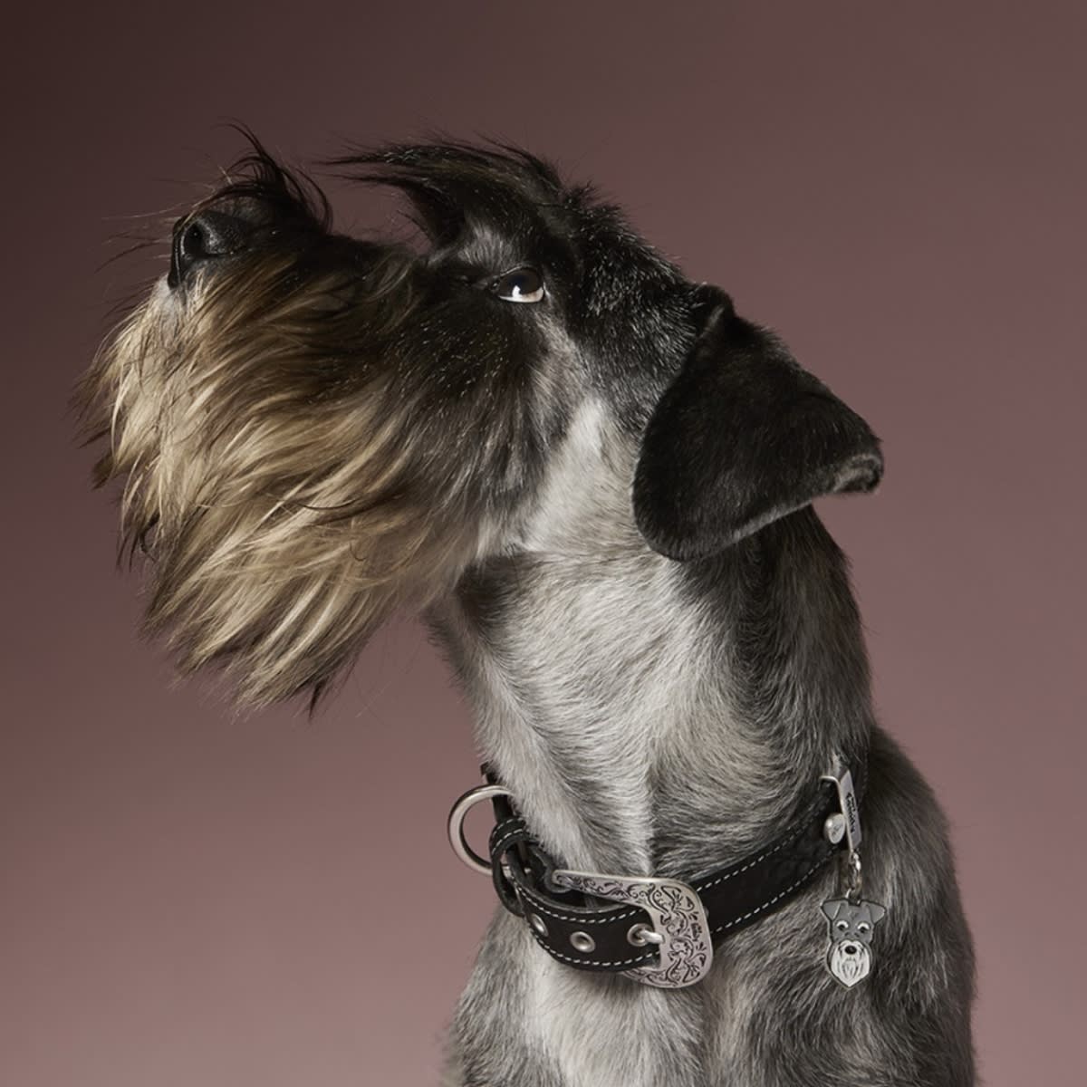 PLACA FRIENDS SCHNAUZER (MF27NGREY)2