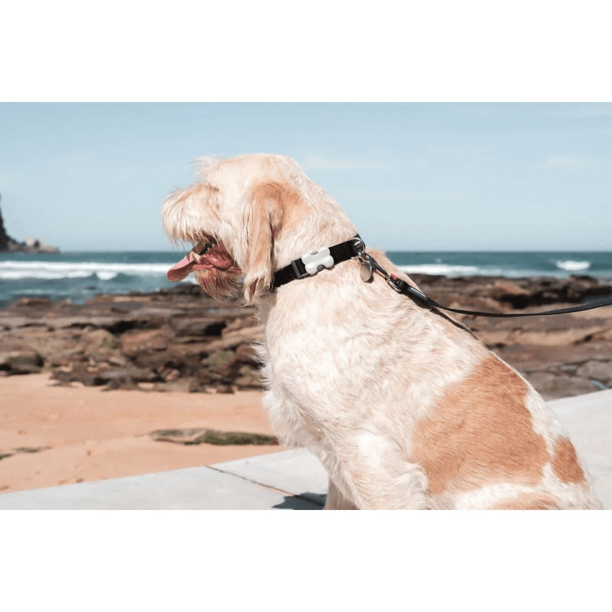 Dog Collar Plain Red Dingo Classic Green2