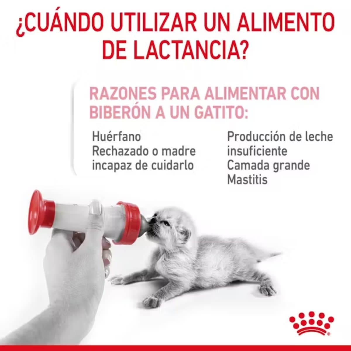ROYAL CANIN CAT FHN PRO BABYCAT MILK FD 300 G4