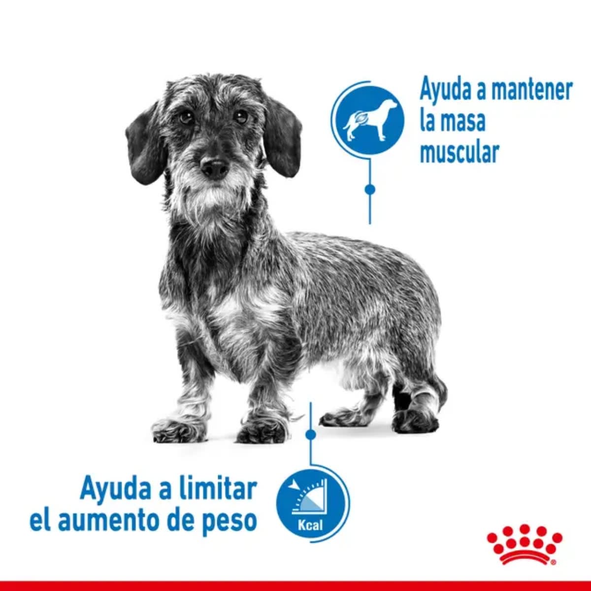 ROYAL CANIN DOG CCN MINI LIGHT WEIGHT CARE 3 KG3