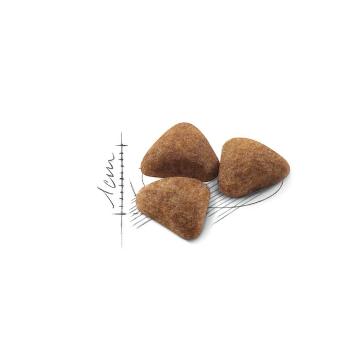 Royal Canin Cat FHN Indoor 27 2 kg2