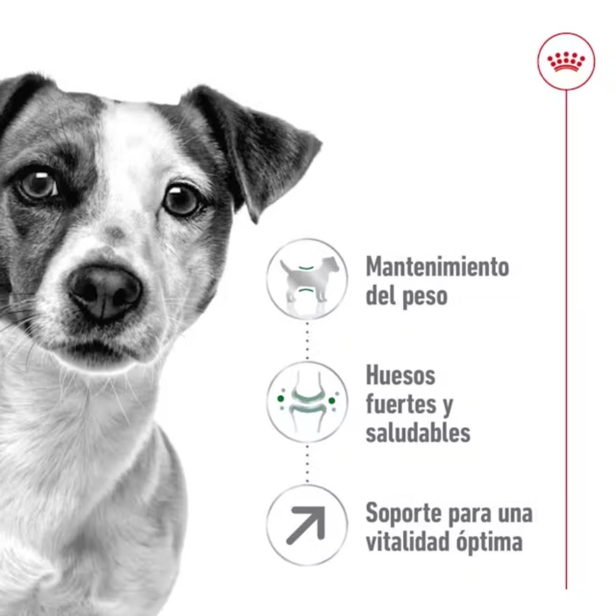 ROYAL CANIN DOG SHN MINI ADULT 8+3
