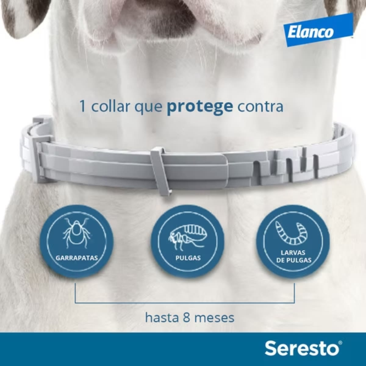 Seresto collar perros pequeños y gatos < 8 kg1