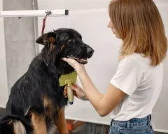 26/10 - RIESGOS LABORALES EN PELUQUERÍA CANINA Y FELINA: guía completa para groomers