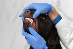 26/7 - Higiene Dental en Perros: todo lo que necesitas saber