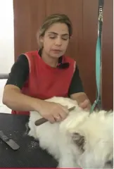 26/12 STRIPPING en perros de PELO DURO: qué es, en qué razas se aplica y qué herramientas necesitas