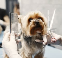 25/4 - Guía Profesional del Groomer Canino