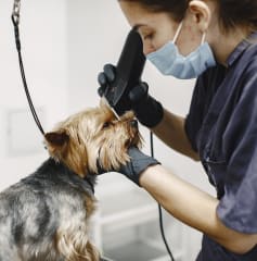 25/2 - Seguridad en peluquería canina