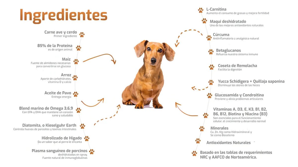 Bokato Cachorro Petit 10kg Precio Chile | Alimento Cachorro Raza Pequeña Súper Premium2
